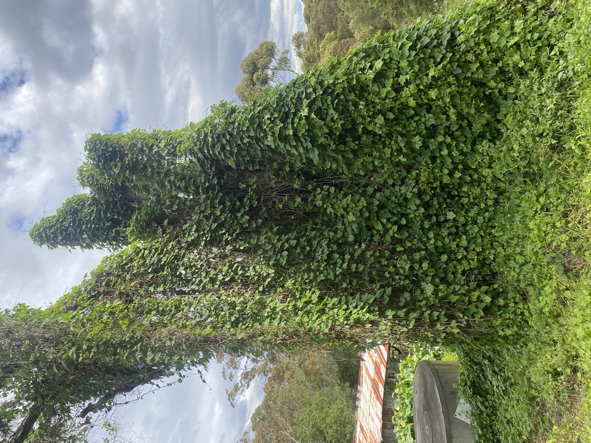 Acreage clean-up before